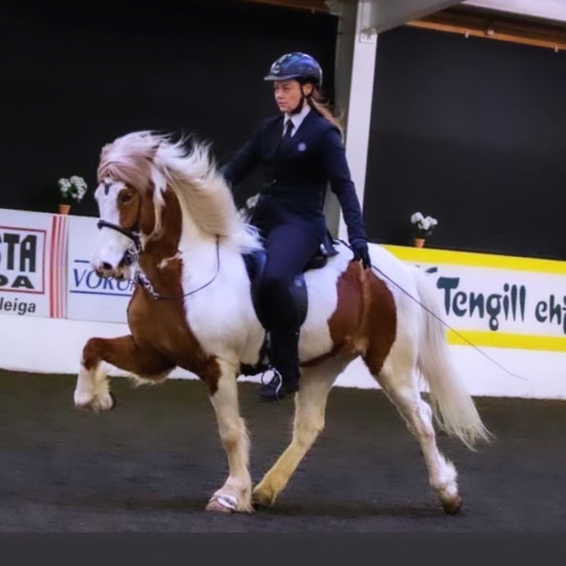 Our Horses