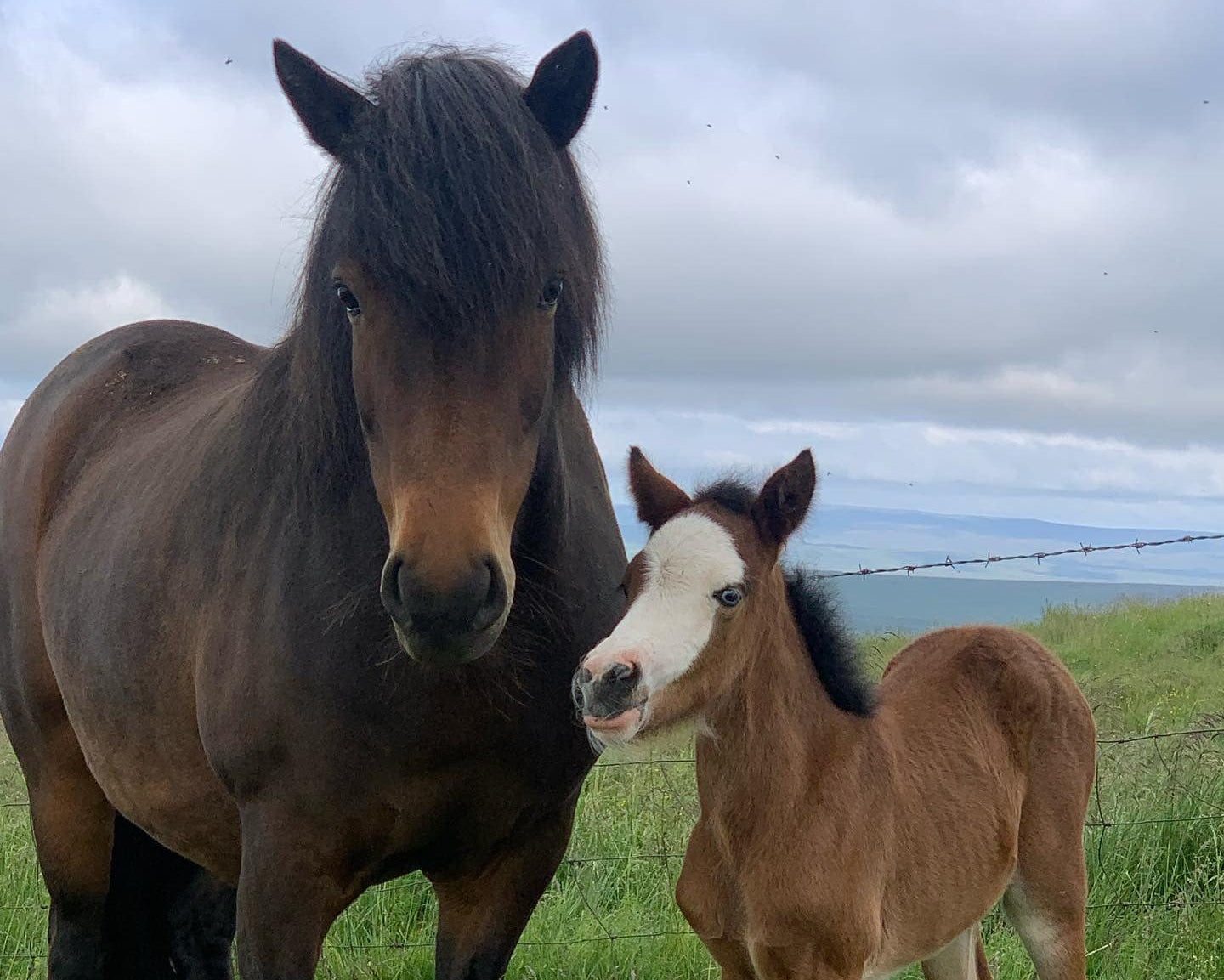 Our Horses