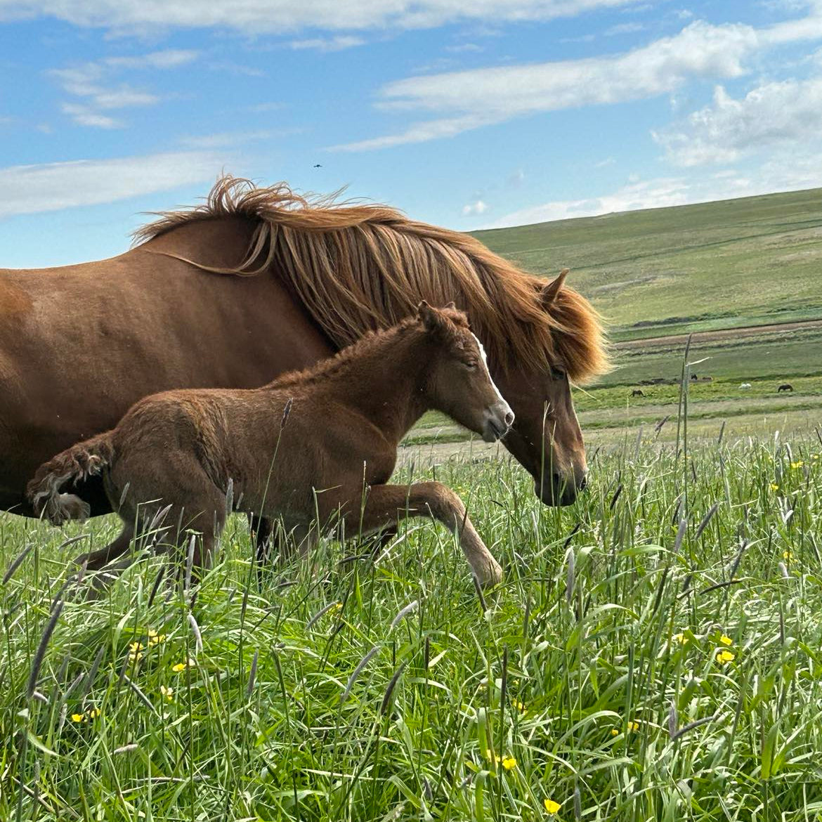 Valey - Countryside Condo