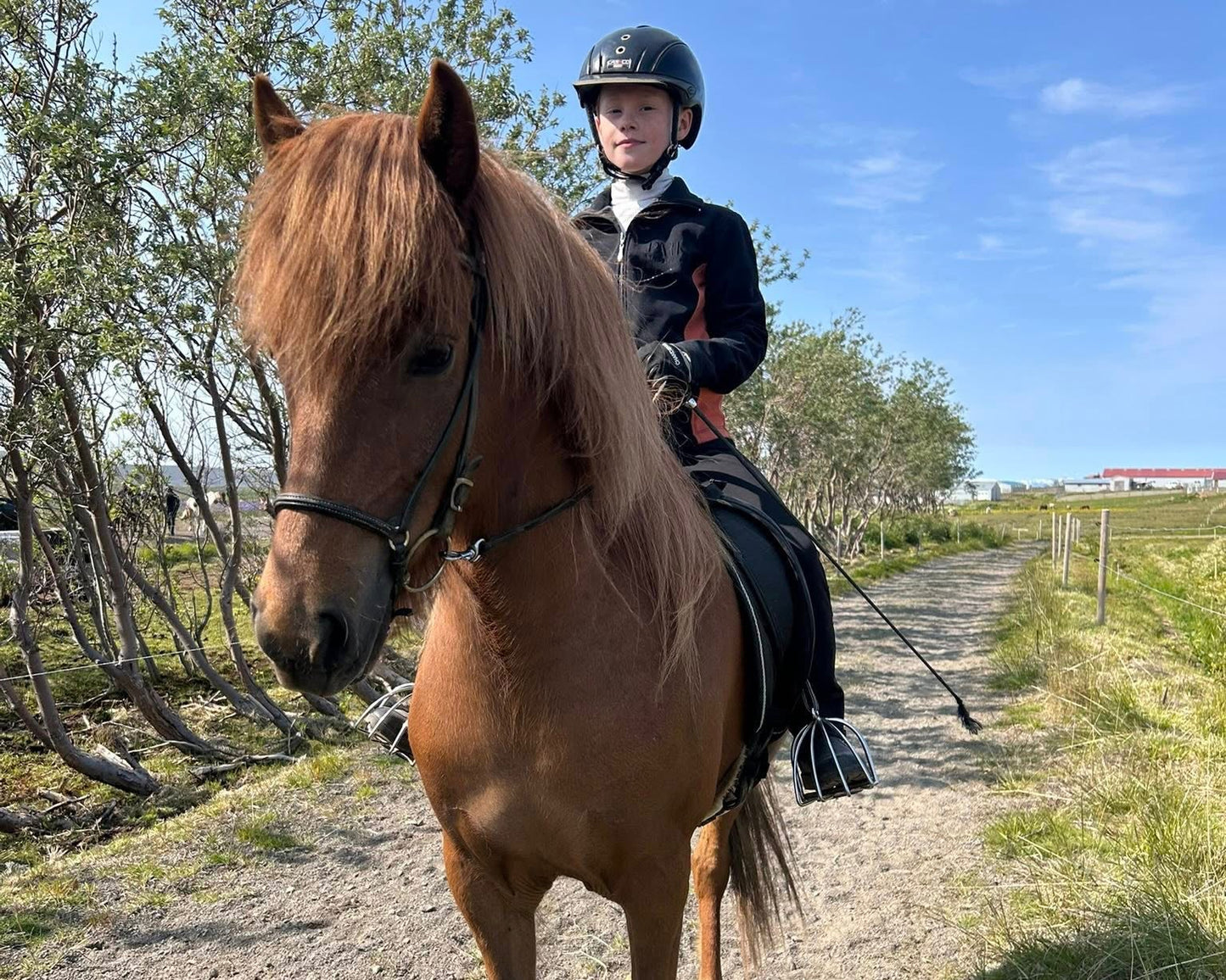 Our Horses