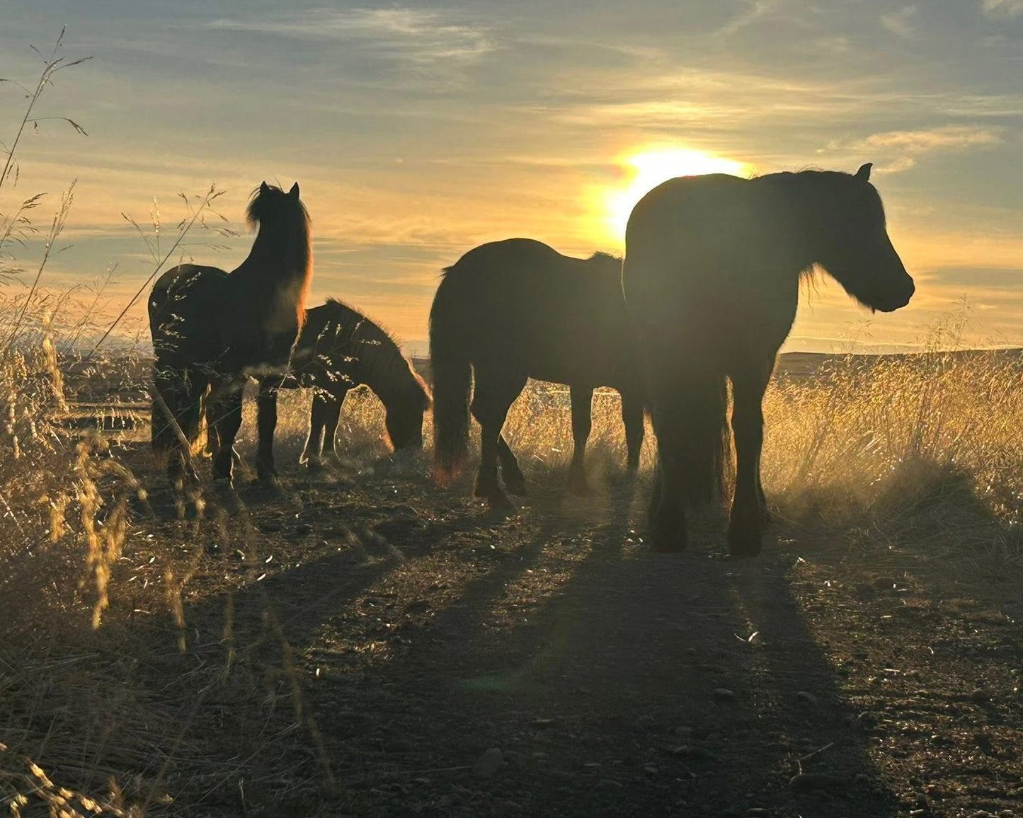 Our Horses
