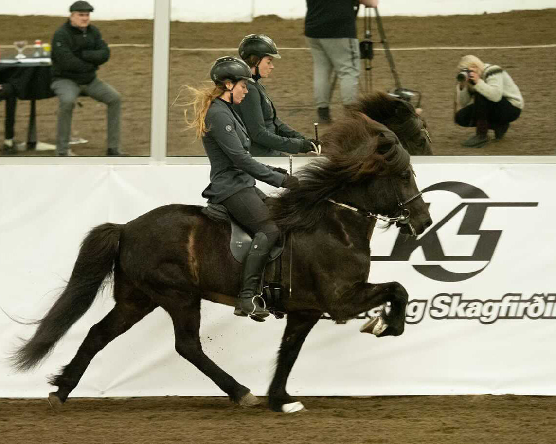 Our Horses