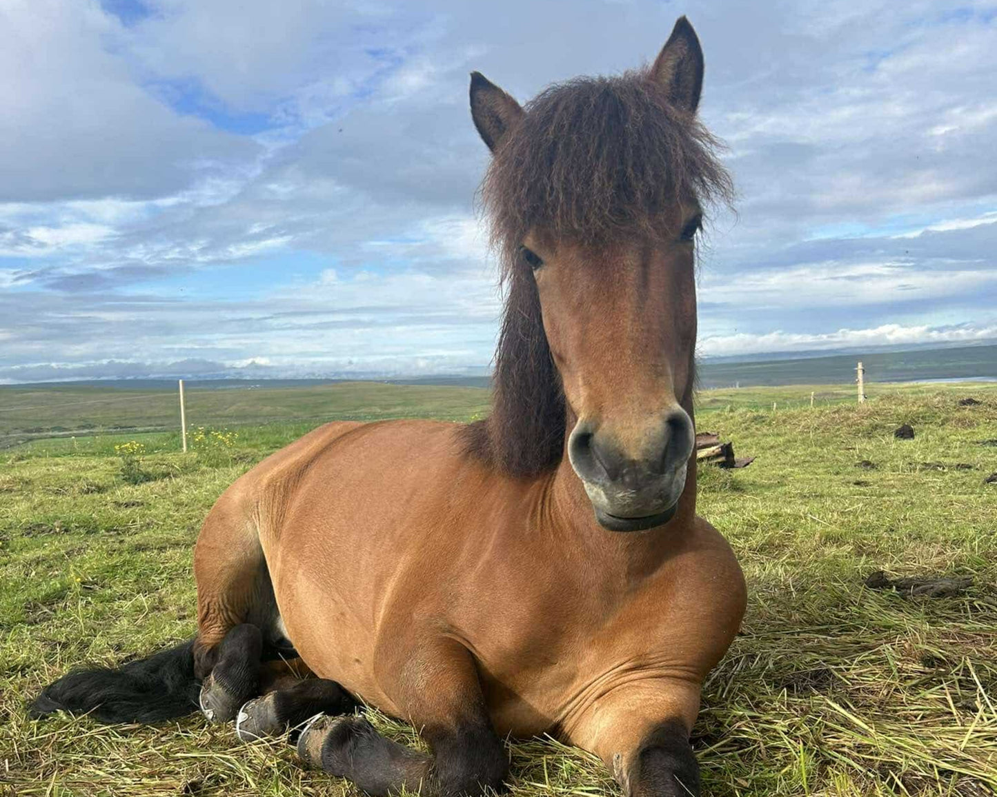 Our Horses