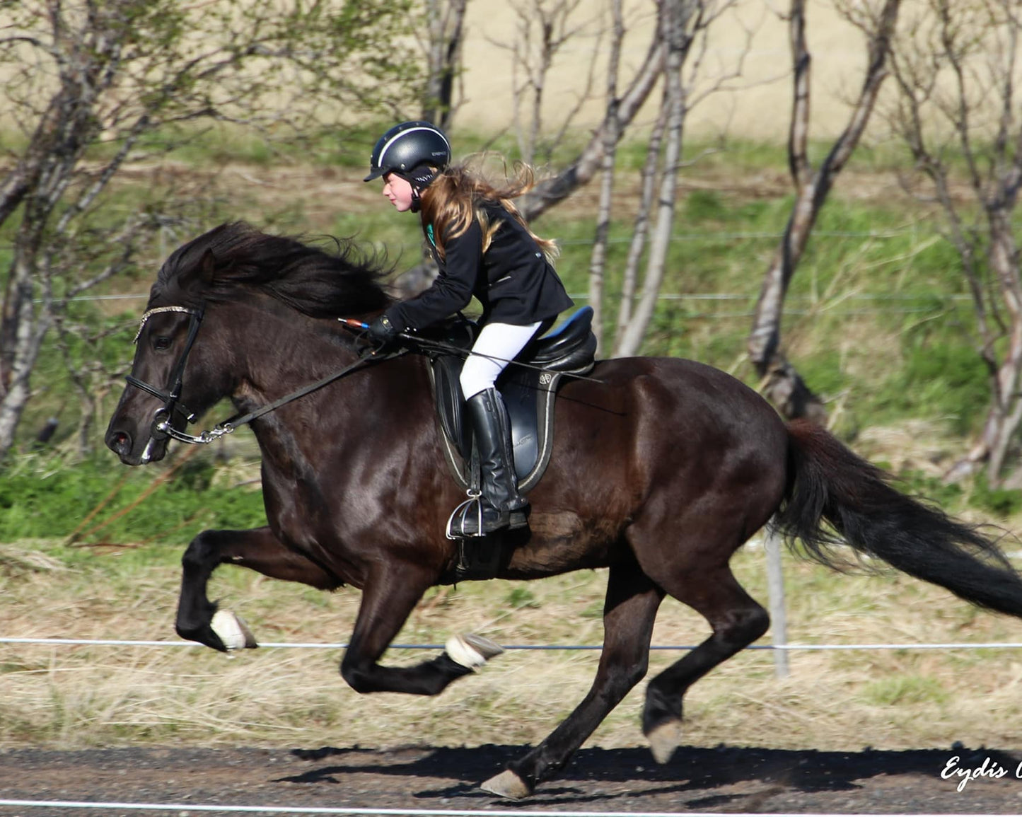 Our Horses