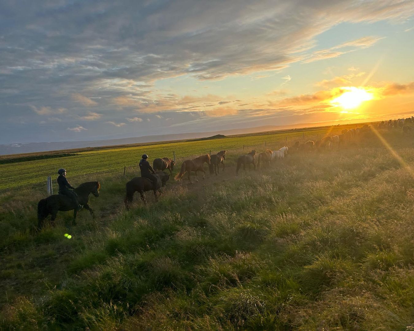 Our Horses
