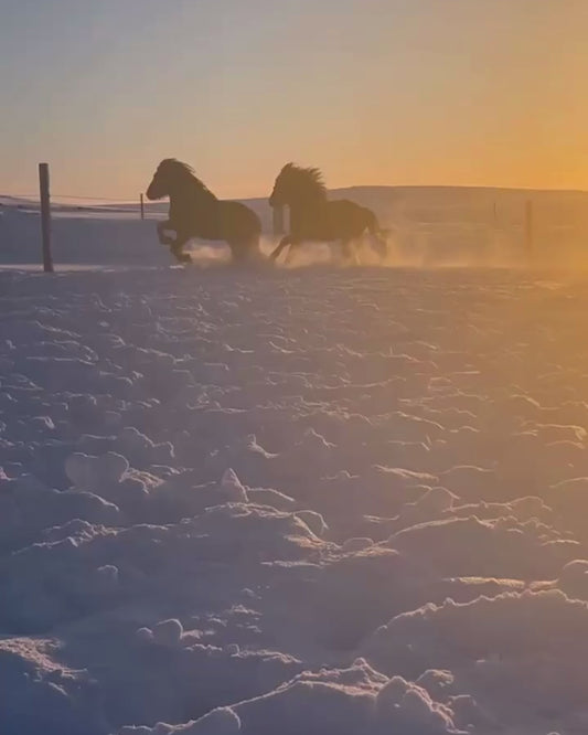 Our Horses